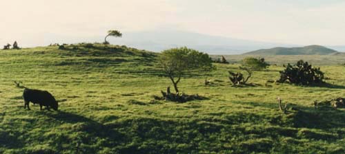 Did Salvaldor Dali have a ranch on the Big Island, too?